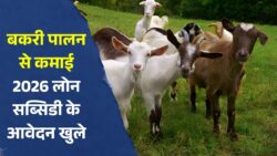 ग्रामीण रोजगार को बढ़ावा, Goat Farming Loan Subsidy 2026 के लिए ऑनलाइन आवेदन शुरू